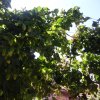hopfenfest3_20150919_1846035109
