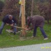 maibaumumschneiden5_20101001_1850276545